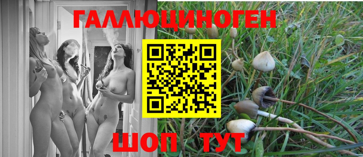Галлюциногенные грибы Psilocybine cubensis  Псилоцибиновые грибы MAGIC MUSHROOMS  Прохладный  Вход с VPN 